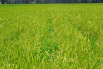 Late Season Paraquat Drift on Rice