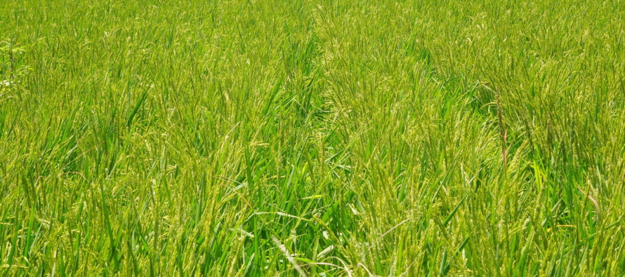 2019 Mississippi Rice Field Day – Thursday August 8