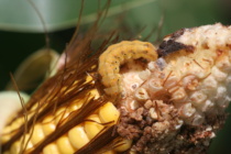 Corn Earworm and Bt Field Corn