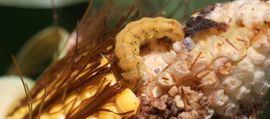 Corn Earworm and Bt Field Corn