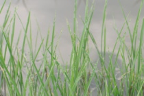 Rice Water Weevils densities in Furrow Irrigated Rice
