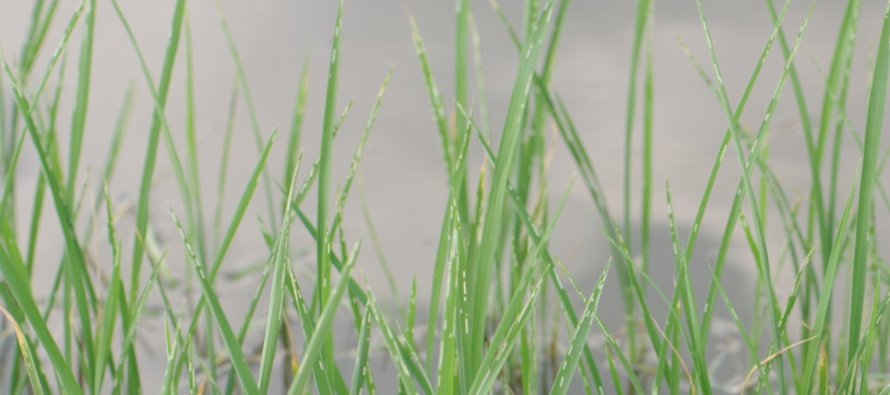 Rice Water Weevils densities in Furrow Irrigated Rice