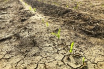 How to Assess Uneven Stands and Corn Replanting Methods
