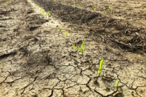 Early Corn Planting in Mississippi