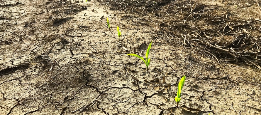 Early Corn Planting in Mississippi