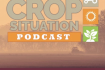 Podcast: Cotton Seed Treatments and 2019 Insect Pest Predictions