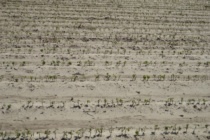 Soybean Replant Decisions