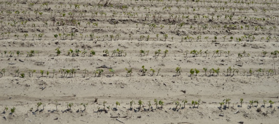 Soybean Replant Decisions