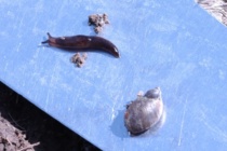 Management of Slugs in MS Row Crops: Podcast