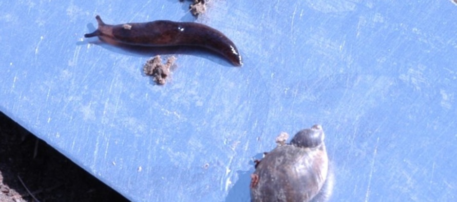 Management of Slugs in MS Row Crops: Podcast