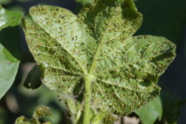 Podcast: Week of 6/24/19 Insect Pest Update in Cotton and Soybean