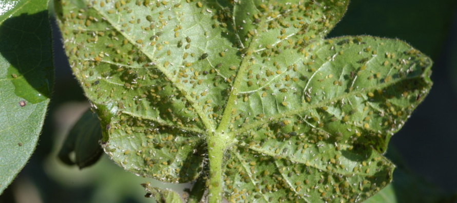 Podcast: Week of 6/24/19 Insect Pest Update in Cotton and Soybean