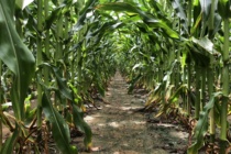 Corn Disease Update: June 14, 2019