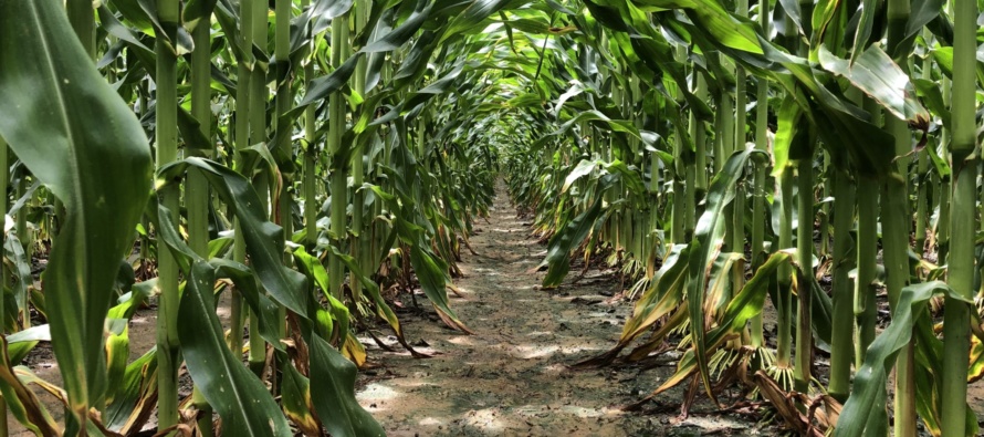 Corn Disease Update: June 14, 2019