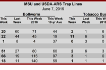 Heliothine Trap Counts, June 7, 2019