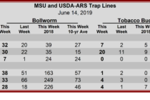 Heliothine Trap Counts, June 14, 2019