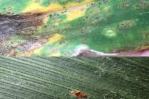 Corn Pathology with the LSU AgCenter’s Trey Price (Podcast)