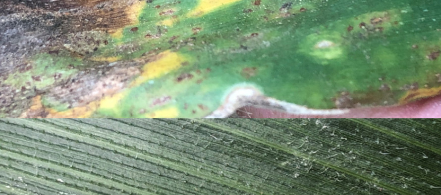 Corn Pathology with the LSU AgCenter’s Trey Price (Podcast)