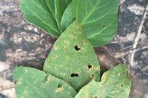 Root Diseases in Soybean (Podcast)