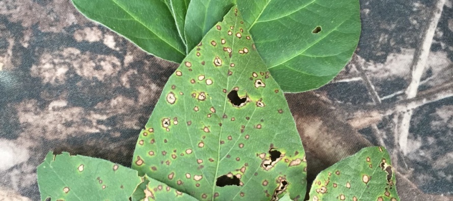 Root Diseases in Soybean (Podcast)