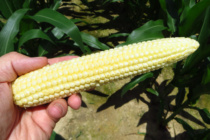 Corn Reproductive Stages and Their Management Implications