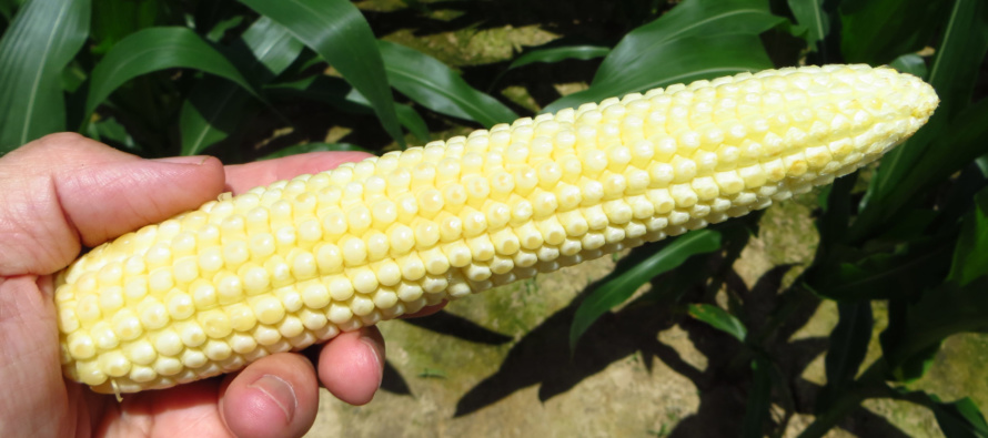 Corn Reproductive Stages and Their Management Implications