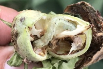 Bollworm Management in Cotton: 2019 Guidelines