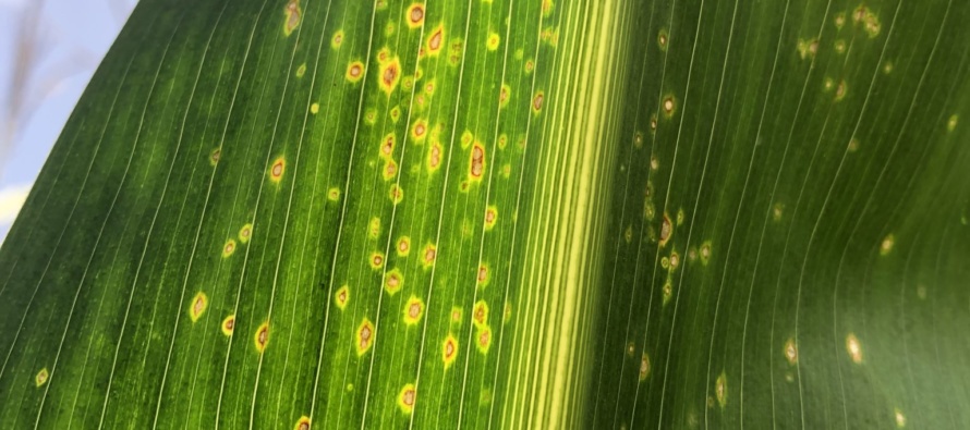 2019 MSU Corn Hybrid Trial Disease Evaluations Irrigated Locations