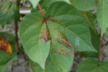 Podcast: Spider Mite Management and Rainfastness of Insecticides