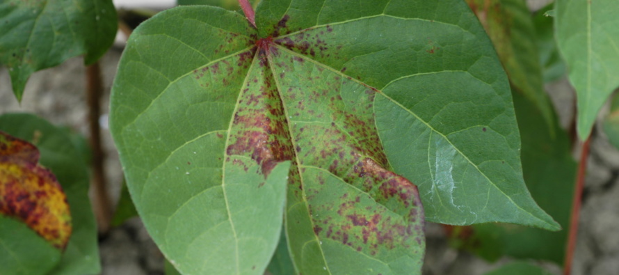 Podcast: Spider Mite Management and Rainfastness of Insecticides