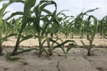 Corn Disease Update: July 22, 2019
