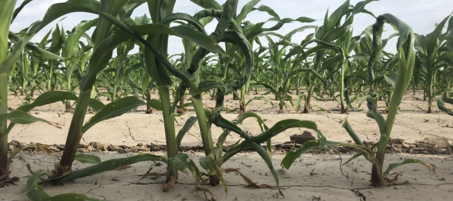 Corn Disease Update: July 22, 2019