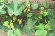 Cotton Leafroll Dwarf Virus: First Report in MS in 2019, Identification and Management Considerations