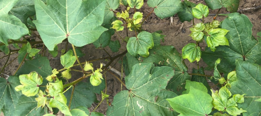 Cotton Leafroll Dwarf Virus: First Report in MS in 2019, Identification and Management Considerations