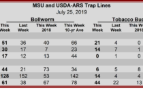 Heliothine Trap Counts, July 26, 2019