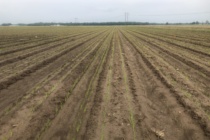 2019 Mississippi Rice Field Day – This Thursday August 8