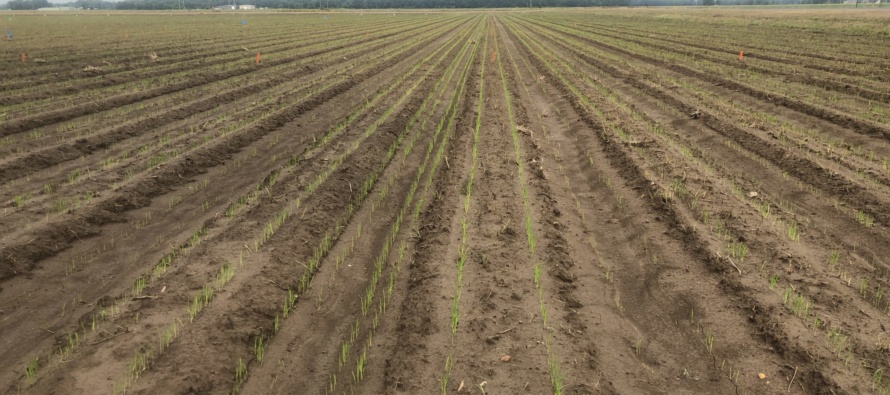 2019 Mississippi Rice Field Day – This Thursday August 8