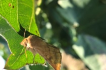Podcast: Cotton Insect Update 7/31/19