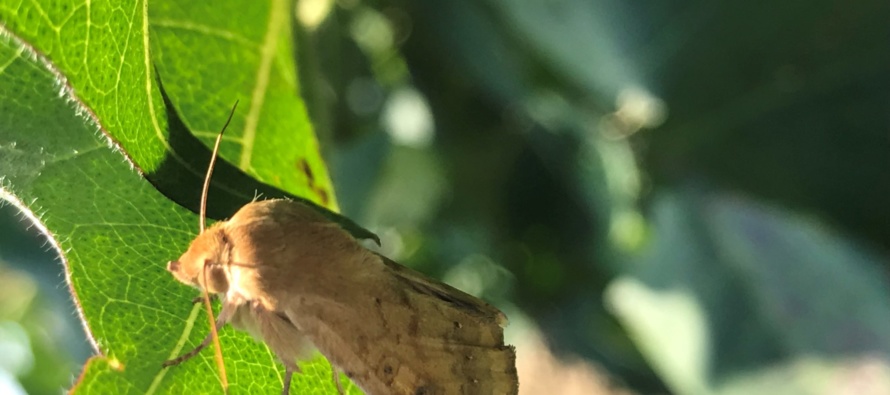 Podcast: Cotton Insect Update 7/31/19