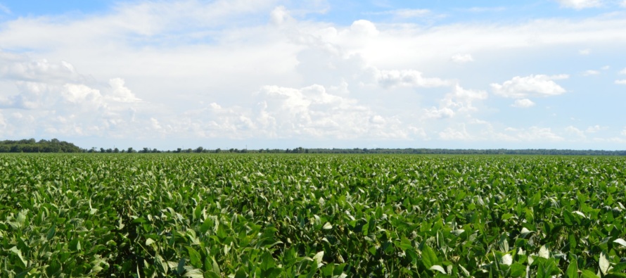 Soybean Irrigation Termination