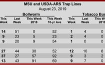 Heliothine Trap Catches, August 23, 2019