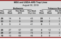 Heliothine Trap Counts, August 30, 2019