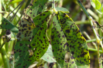 Late Season, Early Leaf Spot Movement