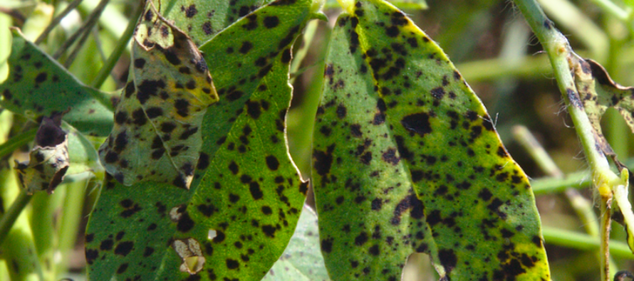 Late Season, Early Leaf Spot Movement