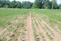 Free Mississippi Soybean Nematode Testing Through August 2020