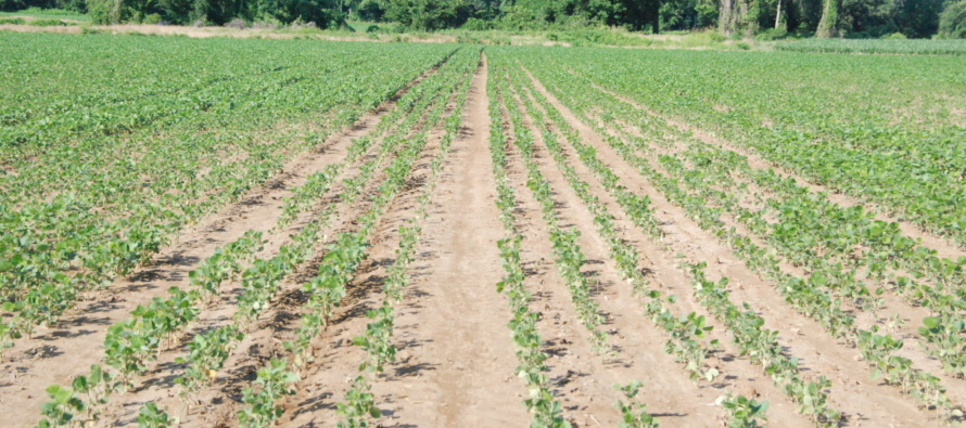 Free Mississippi Soybean Nematode Testing Through August 2020