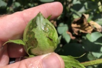 2019: Response of Cotton Varieties to Inoculation with Xanthomonas citri pv. malvacearum, the Causal Organism of Bacterial Blight