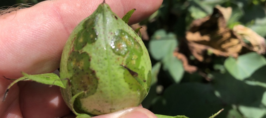 2019: Response of Cotton Varieties to Inoculation with Xanthomonas citri pv. malvacearum, the Causal Organism of Bacterial Blight