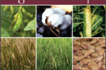 2020 Insect Control Guide for Agronomic Crops