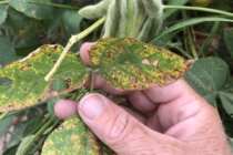 2019 Soybean Stem Canker Inoculated Variety Trial Evaluations